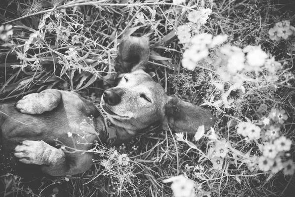 Wiener dog l sleeping in a patch of purple flowers