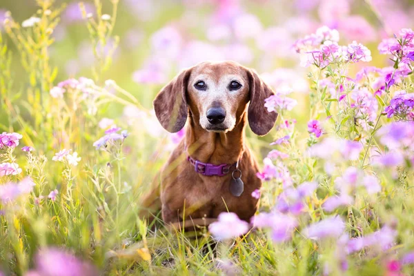 Chien Viennois Assis Dans Patch Fleurs Violettes Par Une Journée — Photo