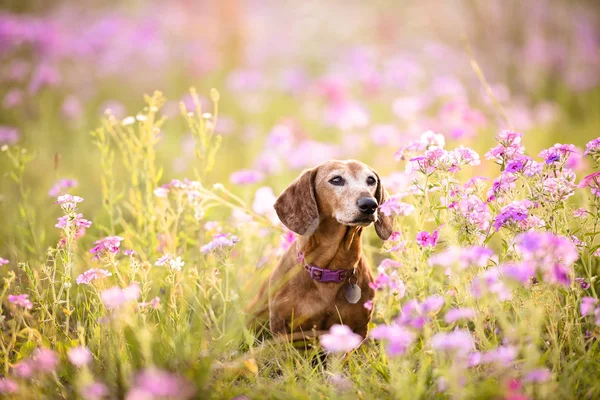 Wiener dog sitting in a patch of purple flowers on a sunny day