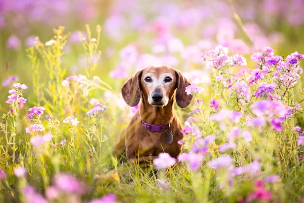 Wiener dog sitting in a patch of purple flowers on a sunny day