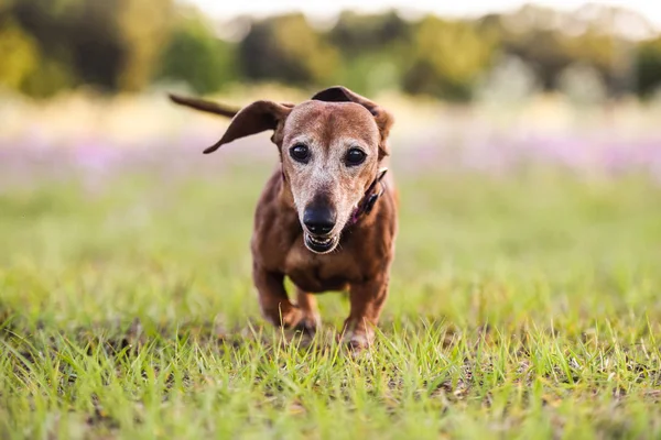 Foto Van Een Hond Van Wiener Waarop Een Warme Zonnige — Stockfoto