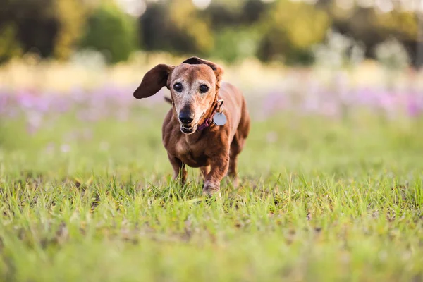 Picture of a Wiener dog running in the park on a warm sunny day