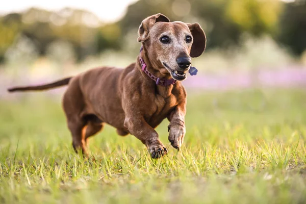 Picture of a Wiener dog running in the park on a warm sunny day