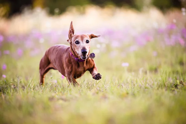 Picture of a Wiener dog running in the park on a warm sunny day