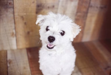 Beyaz Malta köpek bir ahşap arka plan üzerinde sevimli dostu evde beslenen hayvan poz verdi.