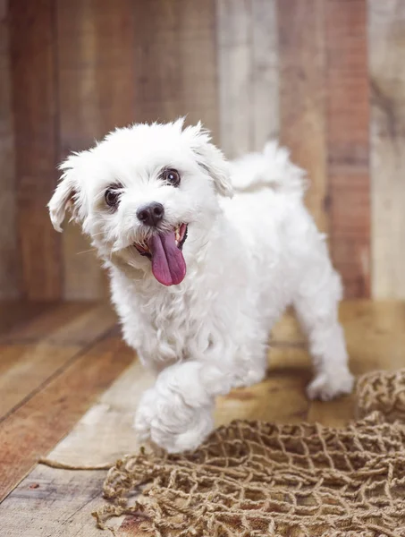白マルタ犬に提起ウッドの背景かわいいフレンドリーなペット — ストック写真