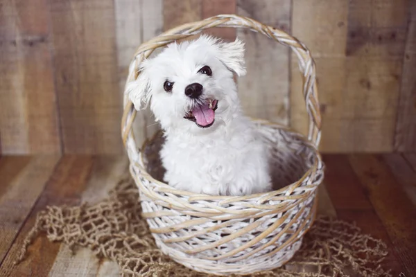 White Maltese dog posed on a wood background, cute friendly pet.