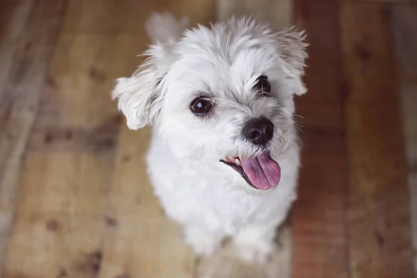 Wit Maltese Hond Gesteld Een Houten Ondergrond Leuke Vriendelijke Huisdier — Stockfoto