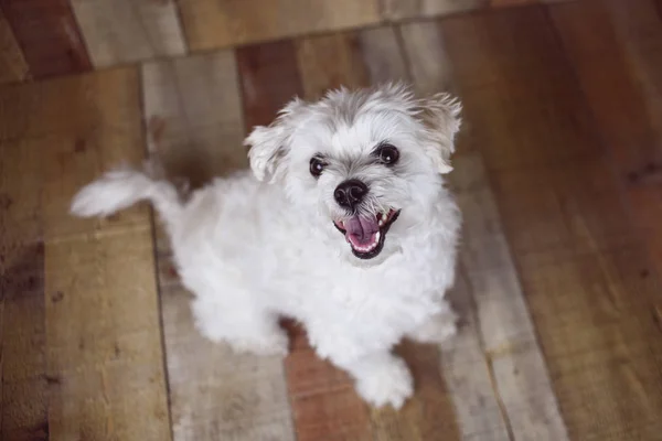 Perro Maltés Blanco Posado Sobre Fondo Madera Linda Mascota Amigable —  Fotos de Stock