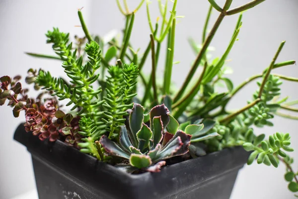 Tanaman Kecil Yang Lezat Dalam Pot Atau Planter Pada Latar — Stok Foto