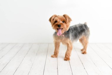 Beyaz ahşap arka planda şirin Yorkshire Terrier portresi