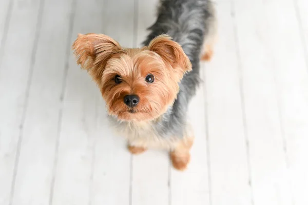 Retrato Del Lindo Yorkshire Terrier Sobre Fondo Estudio Madera Blanca —  Fotos de Stock