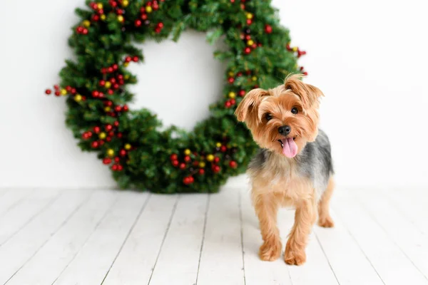 Yorkshire Terrier Holiday Christmas Set Background Front Wreath White Wood — Stock Photo, Image