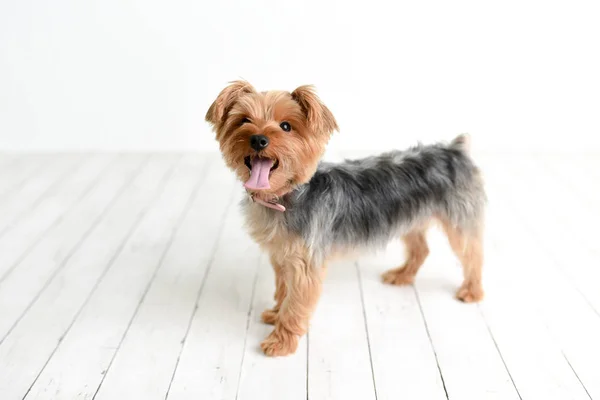 Porträtt Söta Yorkshire Terrier Vitt Trä Studio Bakgrund — Stockfoto