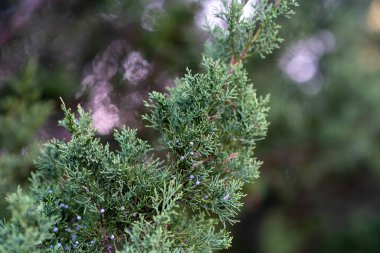 Ardıç ağacı, Evergreen ardıç çiçeği, selvi dalları. Bahçe süslemeleri