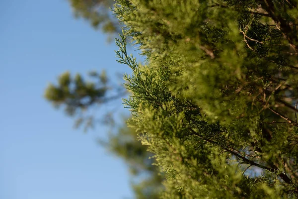 Genévrier Genévrier Feuilles Persistantes Branches Cyprès Arbuste Ornemental Jardin — Photo