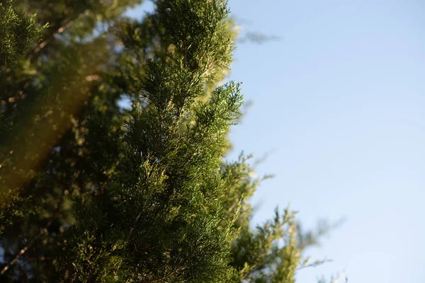 Genévrier Genévrier Feuilles Persistantes Branches Cyprès Arbuste Ornemental Jardin — Photo