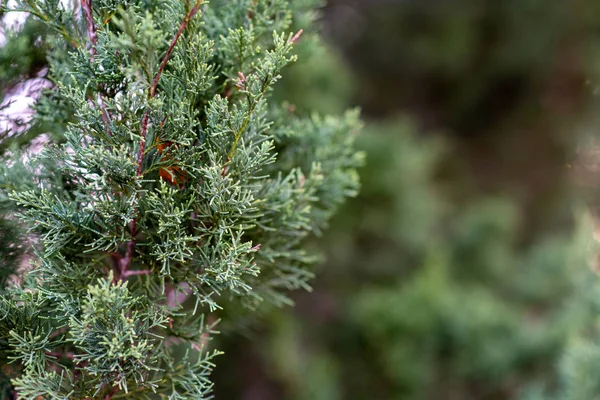 Ardıç Ağacı Evergreen Ardıç Çiçeği Selvi Dalları Bahçe Süslemeleri — Stok fotoğraf