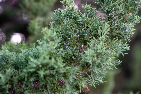 Juniper Δέντρο Evergreen Juniper Φυτό Κλαδιά Κυπαρισσιού Διακοσμητικός Θάμνος — Φωτογραφία Αρχείου