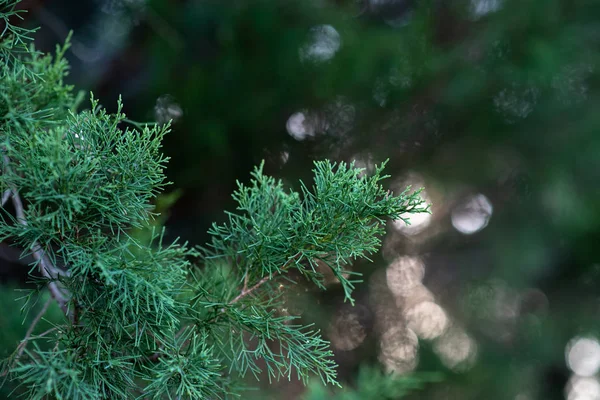 Дерево Джуніпер Рослина Evergreen Juniper Гілки Кипарису Садовий Декоративний Чагарник — стокове фото