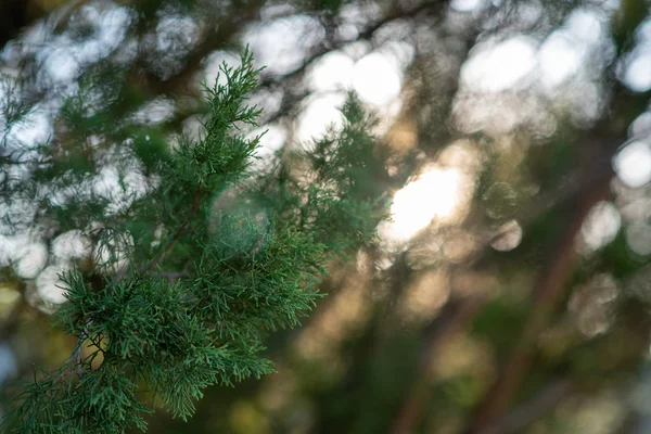 Árvore Zimbro Planta Zimbro Evergreen Ramos Cipreste Arbusto Ornamental Jardim — Fotografia de Stock