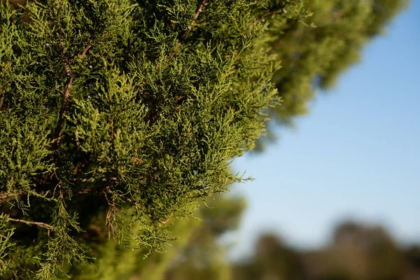 Juniper Tree Evergreen Juniper Plant Cypřišové Větve Zahradní Okrasné Keře — Stock fotografie
