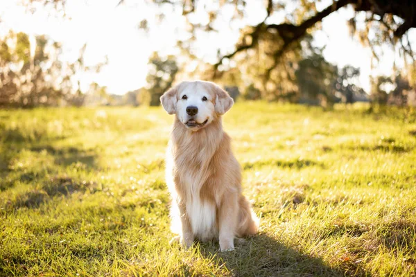 Stary Golden Retriever Polu Trawy Zachodzie Słońca Piękne Złote Oświetlenie — Zdjęcie stockowe