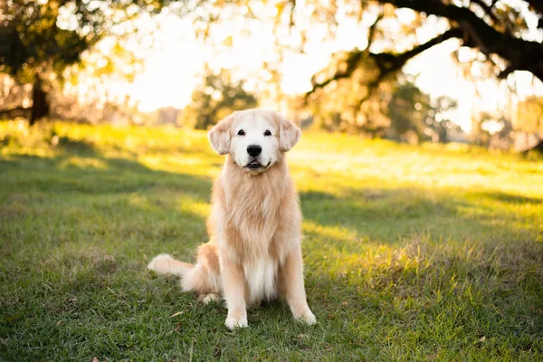 Antiguo Golden Retriever Campo Hierba Atardecer Hermosa Iluminación Dorada —  Fotos de Stock