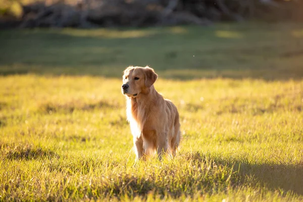 Golden Retriever Hund Nyder Udendørs Stor Græsmark Ved Solnedgang Smukke - Stock-foto