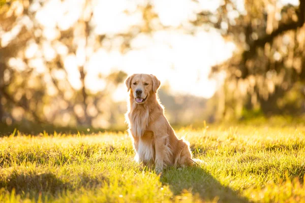 Golden Retriever köpeği gün batımında büyük bir çim tarlasında eğleniyor. Güzel altın ışık.