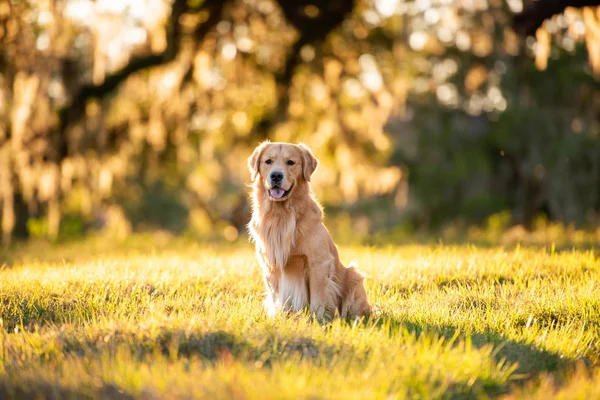 Golden Retriever köpeği gün batımında büyük bir çim tarlasında eğleniyor. Güzel altın ışık.