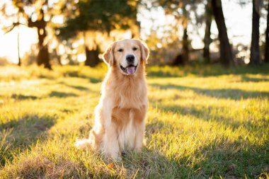 Golden Retriever köpeği gün batımında büyük bir çim tarlasında eğleniyor. Güzel altın ışık.