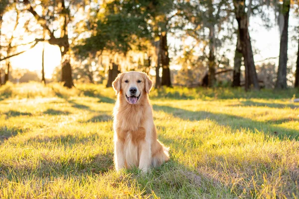 Golden Retriever Pies Korzystających Zewnątrz Dużym Polu Trawy Zachodzie Słońca — Zdjęcie stockowe