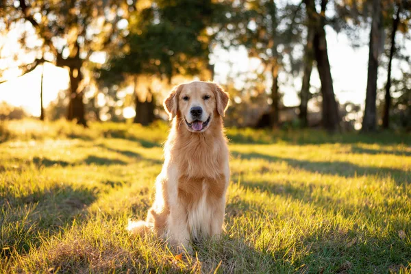 Golden Retriever dog enjoying outdoors at a large grass field at sunset, beautiful golden light