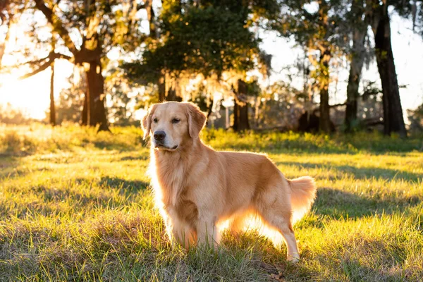 Golden Retriever Perro Disfrutando Aire Libre Gran Campo Hierba Atardecer —  Fotos de Stock