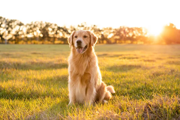 Golden Retriever köpeği gün batımında büyük bir çim tarlasında eğleniyor. Güzel altın ışık.