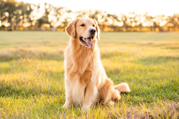 Golden Retriever Σκυλί Απολαμβάνοντας Εξωτερικούς Χώρους Ένα Μεγάλο Γρασίδι Στο — Φωτογραφία Αρχείου