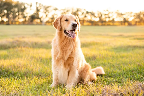 Golden Retriever köpeği gün batımında büyük bir çim tarlasında eğleniyor. Güzel altın ışık.