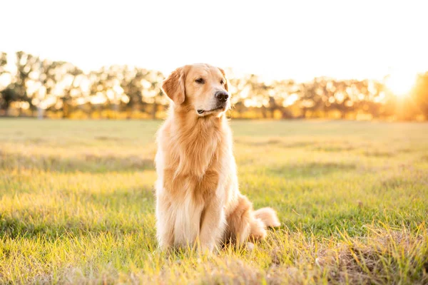 Golden Retriever köpeği gün batımında büyük bir çim tarlasında eğleniyor. Güzel altın ışık.