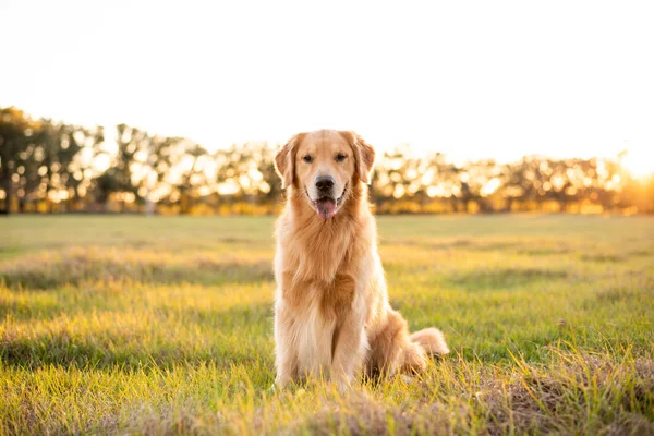 Golden Retriever köpeği gün batımında büyük bir çim tarlasında eğleniyor. Güzel altın ışık.