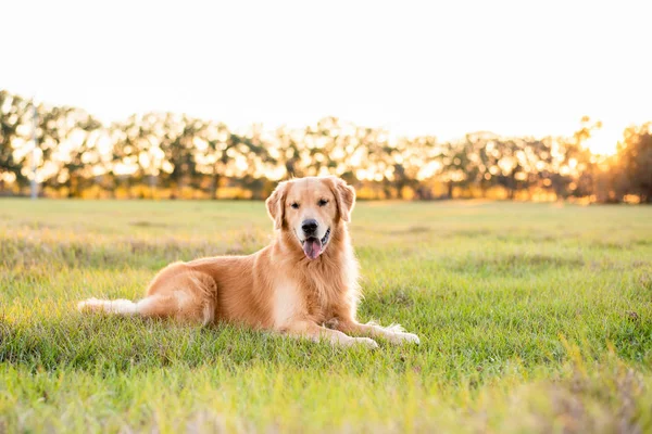 Golden Retriever köpeği gün batımında büyük bir çim tarlasında eğleniyor. Güzel altın ışık.