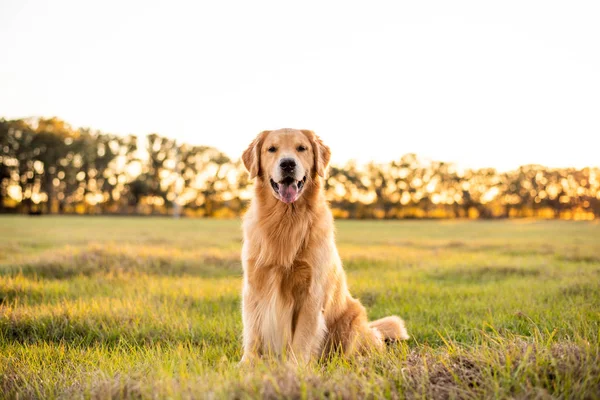 Golden Retriever köpeği gün batımında büyük bir çim tarlasında eğleniyor. Güzel altın ışık.
