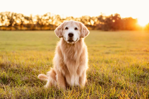 Stary Golden Retriever Polu Trawy Zachodzie Słońca Piękne Złote Oświetlenie — Zdjęcie stockowe