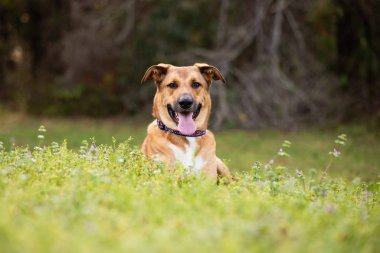 Ormanda güneşli bir günde Anadolu Alman kurdu karışımı. Parkta açık havada köpek.