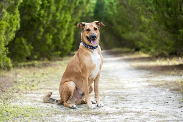 Ormanda güneşli bir günde Anadolu Alman kurdu karışımı. Parkta açık havada köpek.