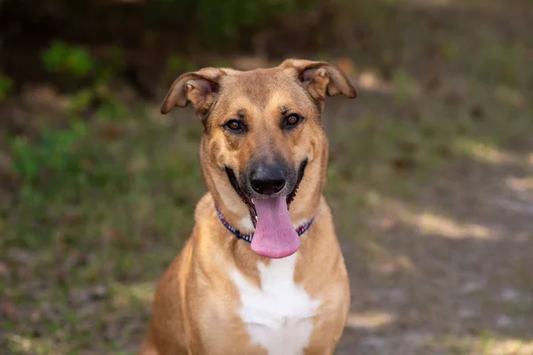 Pastor Alemán Anatolia Mezcla Hermoso Día Soleado Bosque Perro Aire — Foto de Stock