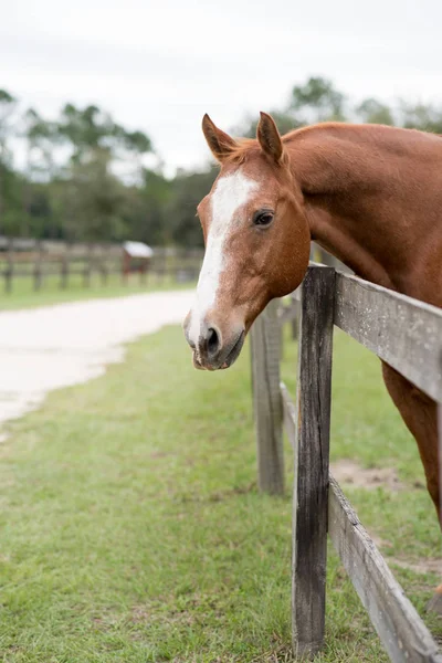 塀の向こうの馬場で横に取られた馬の肖像 — ストック写真