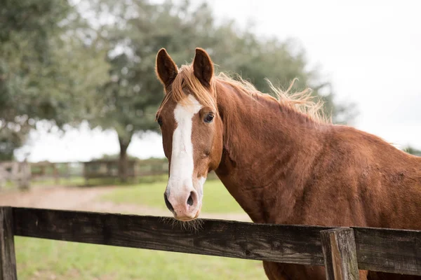 塀の向こうの馬場で横に取られた馬の肖像 — ストック写真