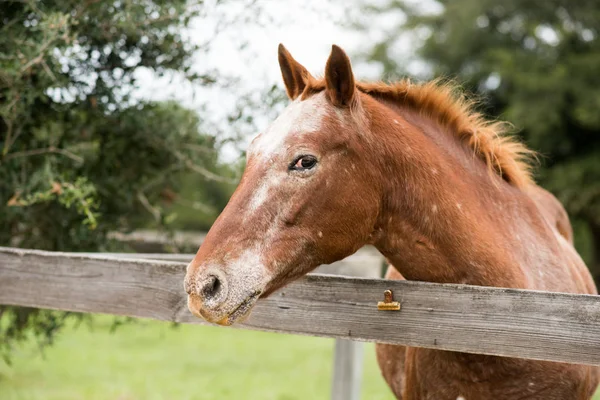 塀の向こうの馬場で横に取られた馬の肖像 — ストック写真