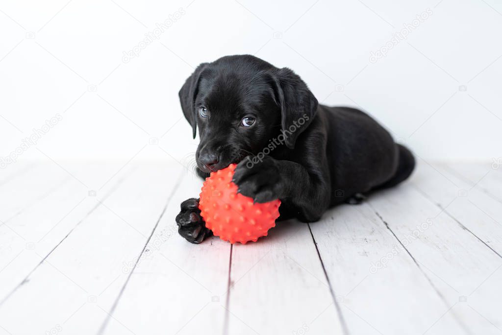 Black Labrador retriever puppy on a white background with a red ball